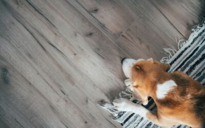 ¿Qué tarima es mejor si tengo mascotas?