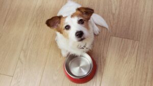 Suelo vinílico SPC con perro y cuenco de comida